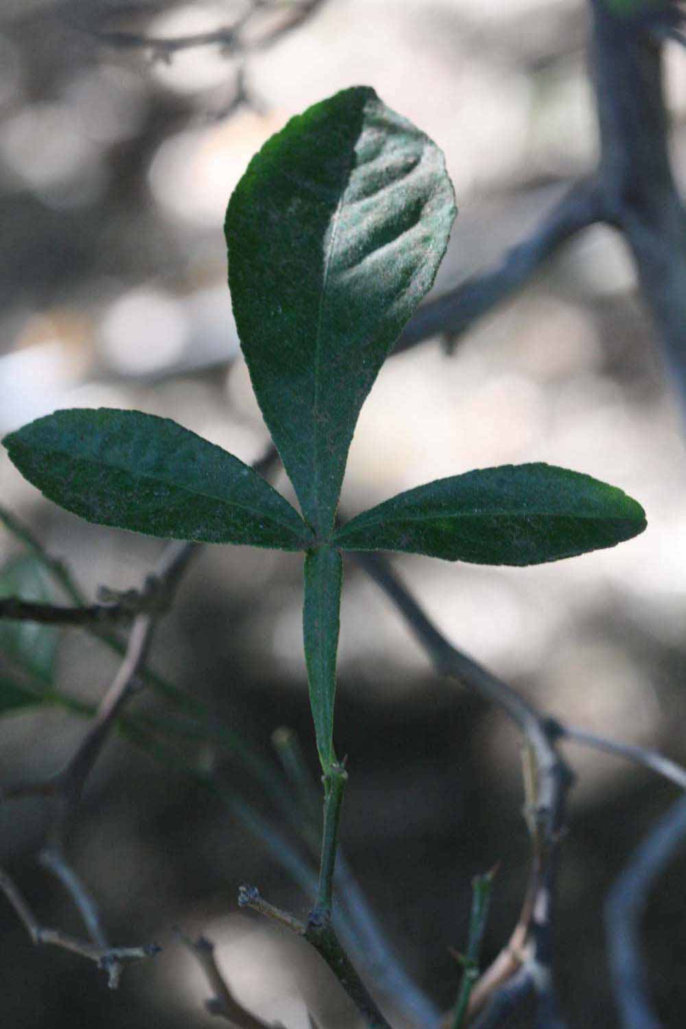              Trifoliolate leaf (Riverside, CA)       